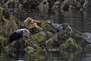 Grey seals, Firth of Forth, Scotland