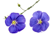 Blue Flowers Of Flax, Isolated On White Background