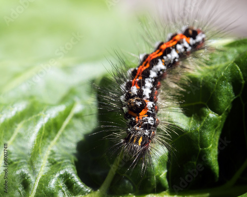 Caterpillar Of The Yellow Tail Moth Euproctis Similis Black