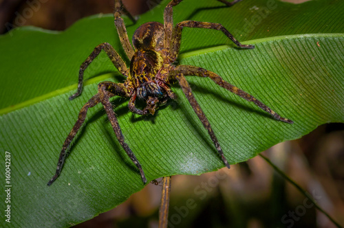 Banana Spider Sitting On A Heliconia Leaf In The Rainforest Banana Spider Sitting On A Heliconia Leaf In The Rainforest Located Cuyabeno