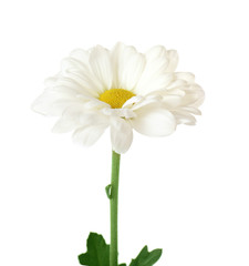 Sticker - Beautiful chamomile flower on white background