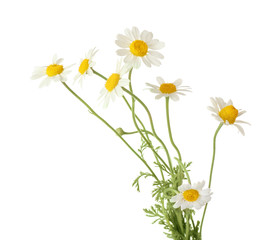 Poster - Beautiful chamomile flowers on white background