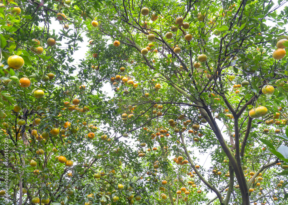 Ripe orchard on the tree with thousands of fresh ripe yellow fruits are in the harvest. This is a specialty fruit in the West of Vietnam