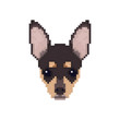 Chihuahua head in pixel art style. Dog vector illustration.