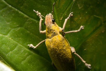 Moth dust, gold leaf background.Macro