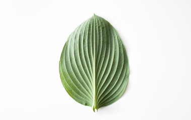 Wall Mural - Green leaf on a white background