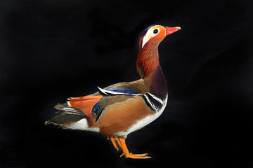 Poster - mandarin duck