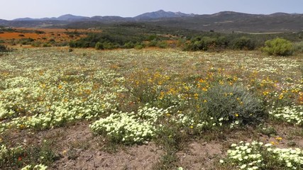 Wall Mural - Landscape with brightly colored wild flowers waving in the wind, Namaqualand, Northern Cape, South Africa