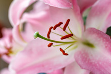 Flowers Of A Pink Garden Lily Closeup