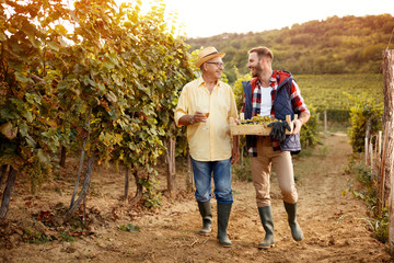 Wall Mural - father and son celebrating harvesting grapes.