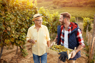 Wall Mural - Family tradition father and son harvesting grapes.