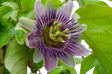 Wall Mural - Summer beauty on the balcony: Violett and white Passiflora Kaiserin Eugenie,  x belotii  :) 