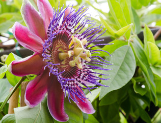 Wall Mural - Summer beauty on the balcony: Red Passiflora Alata :) 