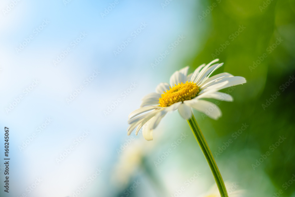 Flowering. Chamomile. Blooming chamomile, Chamomile flowers on a meadow in summer, Selective focus - obrazy, fototapety, plakaty 