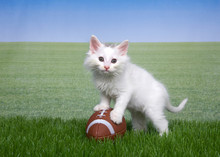 Fluffy White Kitten Standing With Both Paws On American Football In Green Grass Looking Directly At Viewer, Field Of Grass In Background To Skyline. Game On. Fun Sports Theme With Animals.