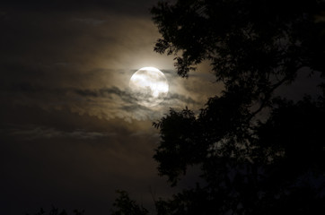 full moon with silhouetted tree
