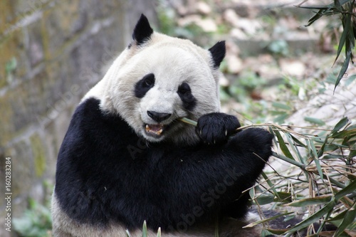 Zdjęcie XXL Panda w Chengdu w Chinach
