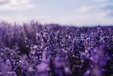 Fototapeta Lawenda - Lavender Field