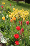 Fototapeta Tulipany - Tulpen blühen im Garten 