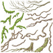 Liana Branches Sketch