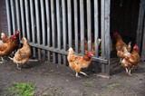 Fototapeta Psy - Free range chickens roam the yard