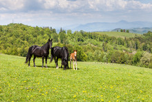 Herd Of Horses On Green Pastures