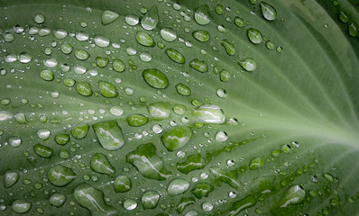 Rainwater on a Hosta