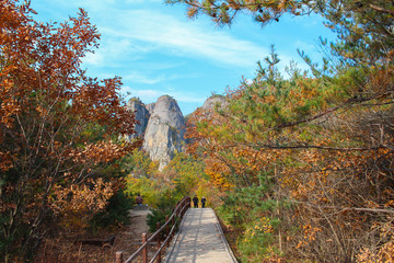 Poster - the mountain autumn landscape with colorful forest in juwangsan national park, south korea