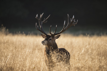 Wall Mural - majestic red deer stag cervus elaphus bellowing in open grasss field landscape during rut season in 