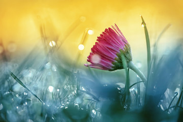 Wall Mural - Beautiful pink daisy flower in grass on nature in the sunshine macro on toned gold and turquoise background. A daisy flower in the summer morning in droplets of dew water.