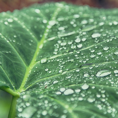 Wall Mural - some drops in a leaf after the  rain