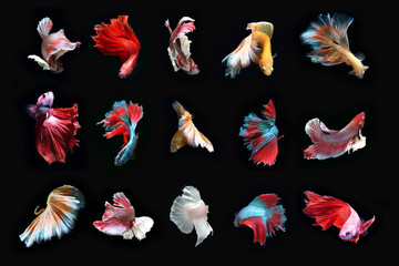 total beautiful fighting fish.