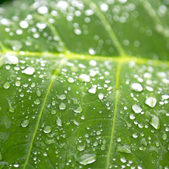 Wall Mural - some drops in a leaf after the  rain