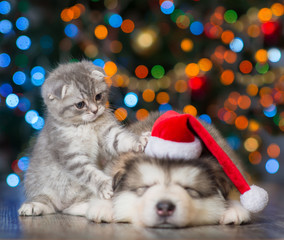 playful kitten and sleepy puppy on a background of the Christmas tree