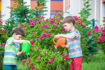 Two little kid boys watering roses with can in garden. Family, garden, gardening, lifestyle