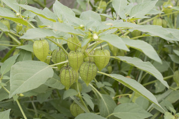 Cape Gooseberry green color on tree