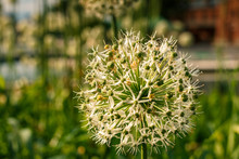 White-green Ball Of A Decorative Flower. A Flower In The Shape Of A Sphere On A Green Background. Beautiful White Allium Circular Globe Shaped Flowers Blow In The Wind. Moscow. Decorative Garlic.