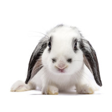 White With Black Baby Bunny Sitting Isolated On White Background