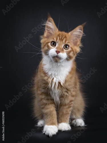 Red Tabby With White Maine Coon Kitten Orchidvalley