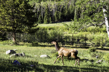 Wall Mural - Female Elk in Rocky Mountain National Park