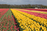 Fototapeta Sawanna - Dutch farmland with colorful tulip fields