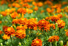 French Marigolds Flower