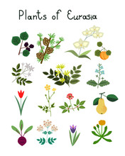 Plants Of Eurasia