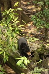 Picture of Sun bear at the Borneo Sun Bear Conservation Centre at Sepilok, Sabah, Malaysian Borneo