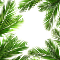 Palm leaf