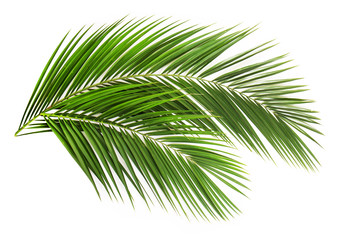 Palm leaf