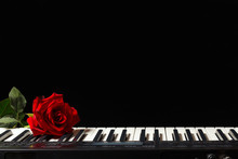 Scarlet Rose On The Keys Of The Synthesizer On A Black Background