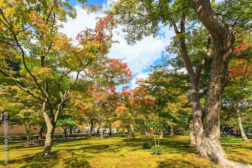 Autumn garden tree in Golden Pavilion Kinkakuji Temple at Kyoto, Japan Poster Mural XXL