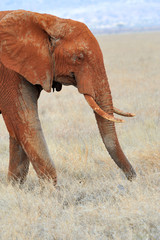 Elephant in National park of Kenya