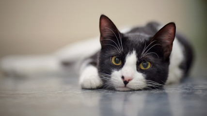 portrait of a sad cat black and white color